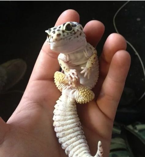 12 Incredibly Cute Geckos - I Can Has Cheezburger? Baby Lizards, Cute Gecko, Cute Lizard, Cute Reptiles, Baby Leopard, Leopard Gecko, Reptiles And Amphibians, Funny Animal Pictures, Gecko