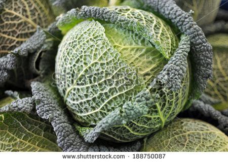 Green leaves of a fresh raw savoy cabbage close up - stock photo Cabbage Varieties, Cabbage Vegetable, Cabbage Seeds, Savoy Cabbage, Seed Pack, Herb Seeds, Flower Seeds, Vegetable Garden, Green Leaves