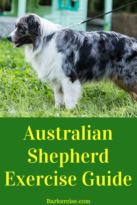 Australian Shepherd Blue Merle Puppy, Australian Shepherd Puppy Training Tips, Australian Shepherd Haircut Styles, Australian Shepherd Training, Miniature Australian Shepherd Puppies, Toy Australian Shepherd, Australian Shepherd Blue Merle, Miniature Australian Shepherd, Aussie Shepherd