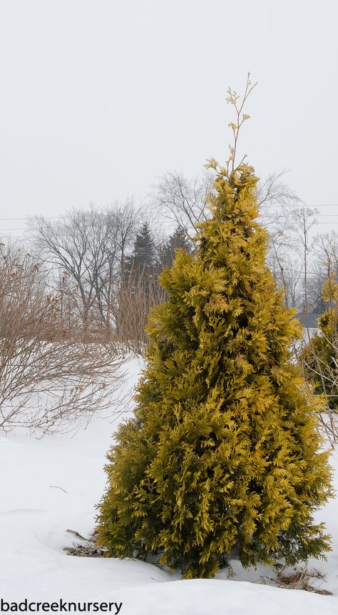 Thuja  occidentalis    'Malonyana Aurea' Thuja Occidentalis, Great Life, Pine Tree, Planting, Trees, Plants