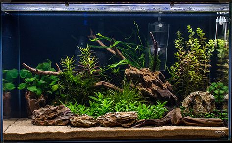 Spit1A's Low-Tech 60P - Page 2 Aquarium For Home, Aqua Planet, Salt Water Aquarium, Aqua Scape, Aquarium Home, Aqua Scaping, Tank Terrarium, Fish Aquarium Decorations, Fish Tank Themes