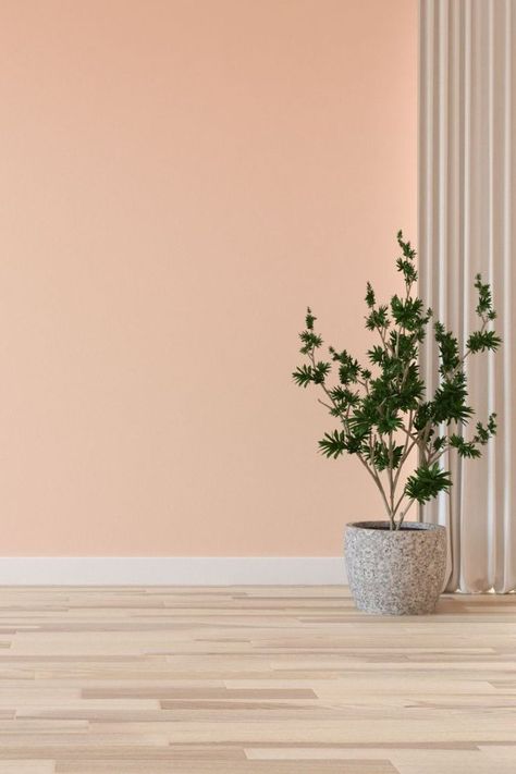 Hickory Floor with Peach Wall Color Background Photo Studio Aesthetic, Peach Wall Color, Wall Background For Editing, Aesthetic Beige Background, Wall And Floor Background, Stores Interior Design, Bedrooms Interior Design, Hickory Floor, Indoor Background