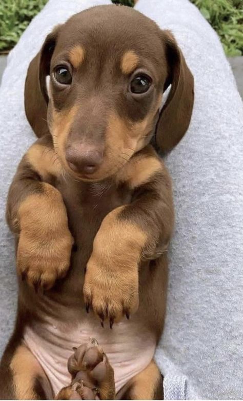 Dachshund Colors, Daschund Puppies, Doxie Puppies, Cutee Animals, Cute Dogs Images, Dapple Dachshund, Cute Dog Pictures, Dachshund Puppy, Dachshund Puppies