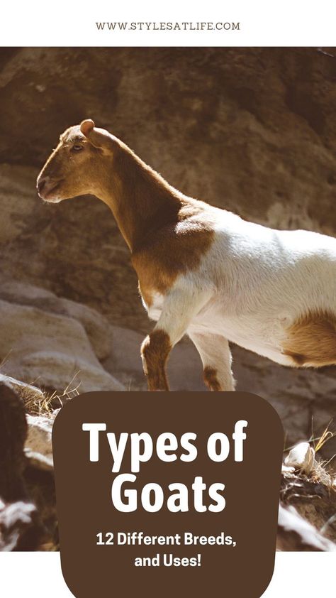 types of goats
goat
animal Types Of Goats Breeds, Goat Types, Goat Species, Meat Goats, Types Of Goats, Milk Goats, Goat Breeds, Nubian Goat, Goat Herding