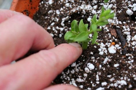 Gardening Indoors, Petunia Plant, Future Garden, Plant Propagation, Fall Planters, Succulents In Containers, Container Gardening Vegetables, Flower Gardens, Orchid Care