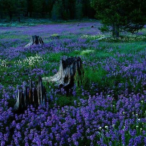 Purple forest Image Nature, Nature Landscape, Nature Aesthetic, Flower Field, Pretty Places, Fantasy Landscape, Amazing Nature, A Tree, Beautiful World