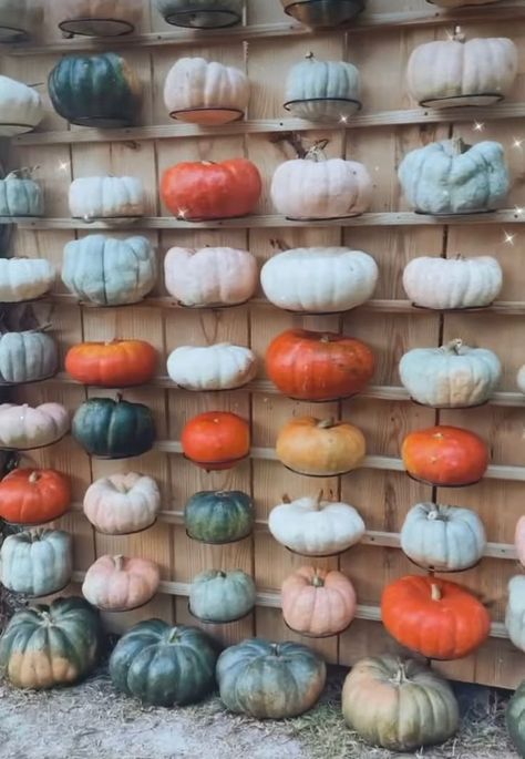 Harvest Fest Photo Backdrop, Selling Pumpkins, Pumpkin Patch Ideas, Wedding Picture Backdrop, Fall Greenhouse, Christmas Mini Sessions Outdoor, Church Backdrop, Fall Festival Activities, Pumpkin Backdrop