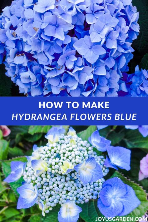 How To Change Hydrangea Color, How To Make Hydrangeas Blue, Hydrangea Color Change, Blue Hydrangea Bush, Turning Hydrangeas Blue, Hydrangeas Blue, Hydrangea Landscaping, Blue Hydrangea Flowers, Endless Summer Hydrangea