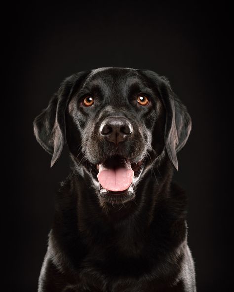 Studio dog photography of Henry the black Labrador Retriever on a black background Games For Dogs, Lover Anime, Painting Dogs, Dogs Aesthetic, Dog Tattoo Ideas, Brain Games For Dogs, Black Labrador Retriever, Labrador Retrievers, Labrador Retriever Dog