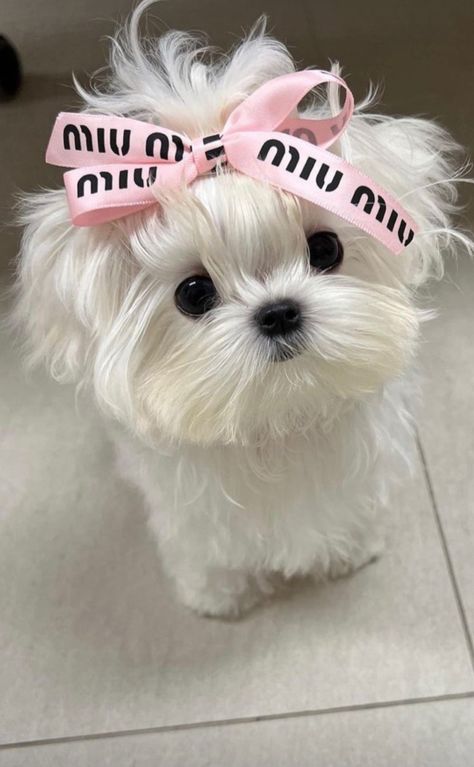 Puppy With Bow, Cute Dogs And Cats, Cute Dog Pics, Cute Dp, Cute Fluffy Dogs, Cute Small Dogs, Humans And Animals, Cute Dogs Images, Very Cute Puppies