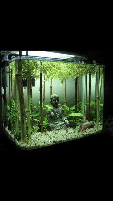 Asian Inspired Fish Tank, Japanese Fish Tank Ideas, Aquarium Tank Design, Fresh Water Fish Tank Set Up, Fresh Water Fish Tank Ideas, Fish Tank Set Up Ideas, Plant Aquarium Ideas, Axolotl Tank Ideas Aquarium, Fish Tank Set Up