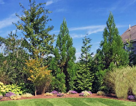 Cryptomeria, Green Giant Arborvitae and a deciduous tree do the main screening but the flowering shrubs and grasses fill in and provide other colors and textures Privacy Trees And Shrubs, Backyard Tree Border, Screening Trees Privacy, Green Giant Arborvitae Privacy, Plants That Provide Privacy, Privacy Berm, Property Corner Landscaping, Windbreak Tree Design, Landscaping Berm