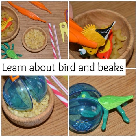 Birds and Beaks - Science Sparks Bird Beaks Activity, Animal Adaptations Activities, Birds Preschool, Early Years Science, Adaptations Science, Preschool Birds, Adaptations Activities, Bird Activities, Spring Theme Preschool