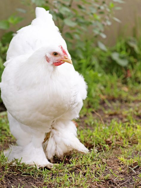 Cochin Chicken Breed Guide Friendly Chickens, Cochin Chickens, Keeping Chickens, Chicken Breeds, Hobby Farms, Baby Chicks, Feathers, White Background, Chicken