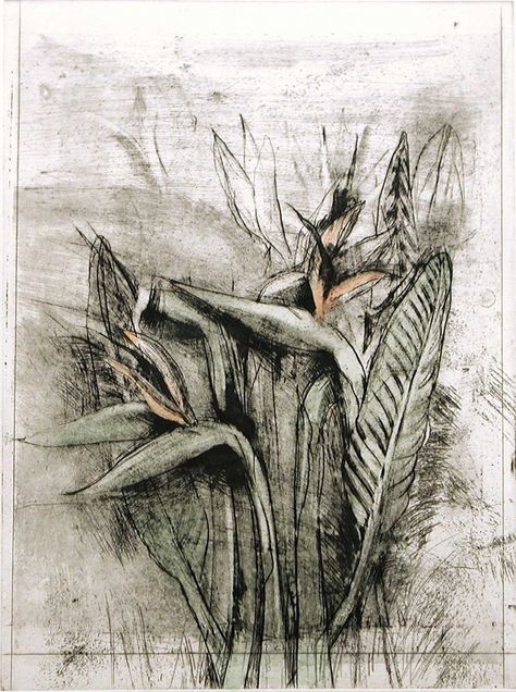 Jim Dine - Strelitzia, from Temple of Flora, 1978, etching, drypoint, photogravure with watercolor Jim Dine Art, James Rosenquist, Jim Dine, Claes Oldenburg, Nature Sketch, Jasper Johns, Collage Techniques, Photo D Art, Plant Drawing