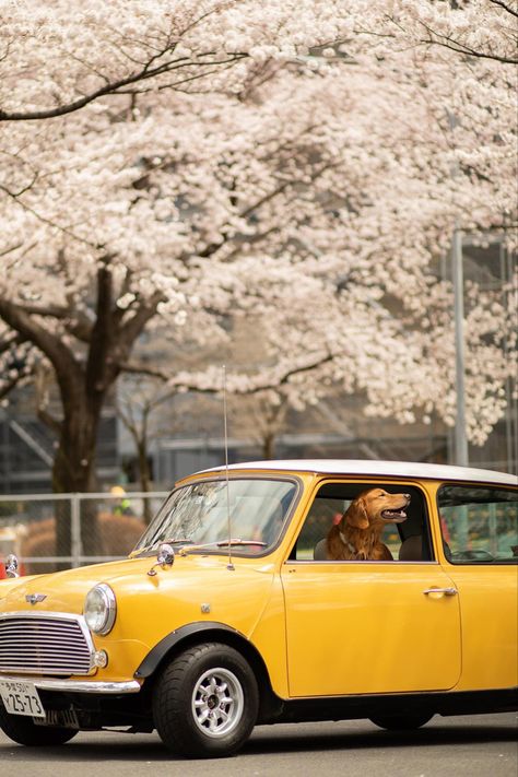 Spring time dog photo session with flowers Mini Cooper Photoshoot, Yellow Mini Cooper, Older Couple Poses, Car Shoot, Older Couple, Dog Picture, Dog Photo, Couple Poses, Dog Photography