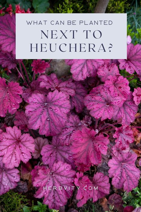 Companion planting is a technique used in gardening. It involves placing two or more plant species close together so that they can help each other out and thrive better than if they were planted on their own. Heuchera Garden Ideas, Heuchera In Pots, Cora Bells Plants, Blooming Backyard, Coral Bells Companion Plants, Red Heuchera, Heuchera Lime Marmalade, Coral Bells Plant, Heuchera Coral Bells