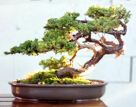 Picture 7 - I re-potted my Juniper bonsai, Windswept Style. 01/2021 Bonsai Cascade Style, Juniper Bonsai Style, Cascade Juniper Bonsai, Cascade Bonsai Pot, Windswept Bonsai, Penjing Bonsai Landscape, Shimpaku Juniper Bonsai, Bonsai Inspiration, Garden Bonsai Tree