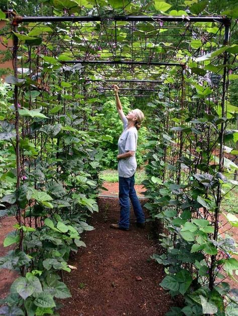 Here are some amazing vertical gardening ideas that can add beauty and architecture to your garden. By adding height and layers your garden has that extra ‘oomph’ of beauty and function. Try it today! Check out this pin for more details! #gardening #gardeningtips #gardeningplans #verticalgardening #verticalgardenideas Bean Tunnel, Vegetable Garden Design Diy, Grow Beans, Bean Trellis, Plantarea Legumelor, Vertical Vegetable Gardens, Vertical Vegetable Garden, Garden Vines, Backyard Vegetable Gardens