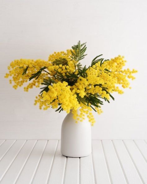 Mimosa Tree, Tropical Wedding Theme, Mimosa Flower, Australian Native Flowers, Flower Inspiration, Bouquet Arrangements, Happy Flowers, Deco Floral, Mimosa