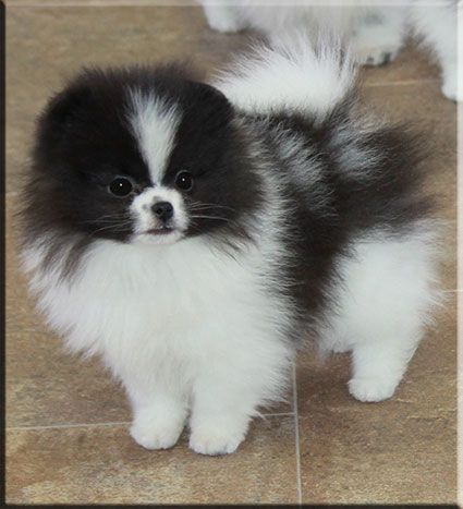 Beautiful Pomeranian Black And White Pomeranian Puppy, Parti Pomeranian Black And White, Black And White Pomeranian, Pomeranian Cartoon, Parti Pomeranian, Pomchi Dogs, White Pomeranian Puppies, Pomeranian Facts, Pomeranian Chihuahua Mix