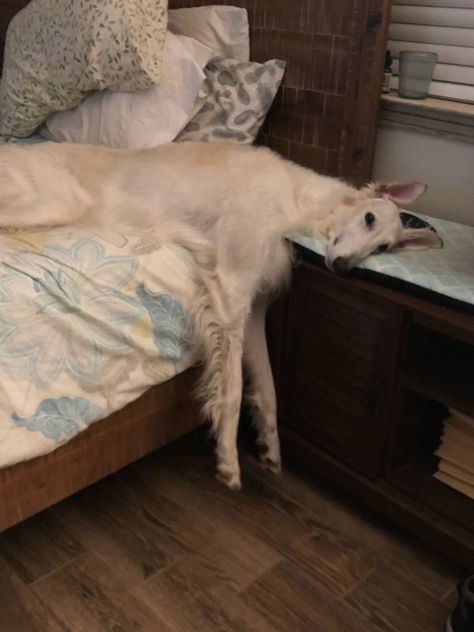 Borzoi Aesthetic, Borzoi Dog, Goofy Dog, Wild Kingdom, Dogs Cute, The Kardashians, Pretty Dogs, Silly Dogs, Into The Wild