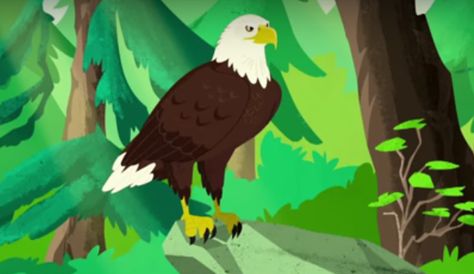 Bald Eagle Wilderness Animals, Kratt Brothers, Graphic Animals, Haliaeetus Leucocephalus, Small Mammals, Wild Kratts, Sockeye Salmon, Scary Animals, Salmon Run