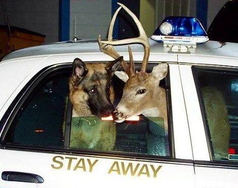 Deer and German Shepherd in police car! Wonder what they did. Harry Potter Tumblr Posts, Harry Potter Fanları, Harry Potter Humor, Glume Harry Potter, Harry Potter Poster, Yer A Wizard Harry, Pet Memes, Harry Potter Tumblr, Harry Potter Headcannons