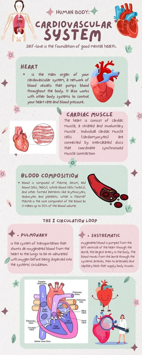 Cardiac System Anatomy, Cardiovascular System Physiology, Cardiac Cycle Diagram, Anatomy Of The Heart Notes, Cardio Vascular System Notes, Cardiologist Study Notes, Cardiovascular Project Ideas, Human Heart Notes, Heart Layers Anatomy