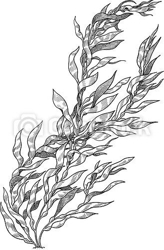 Kelp Illustration, Kelp Tattoo, Seaweed Tattoo, Coral Tattoo, Water Tattoos, Mermaid Sleeve Tattoos, Manatee Art, Coral Drawing, Ocean Theme Tattoos