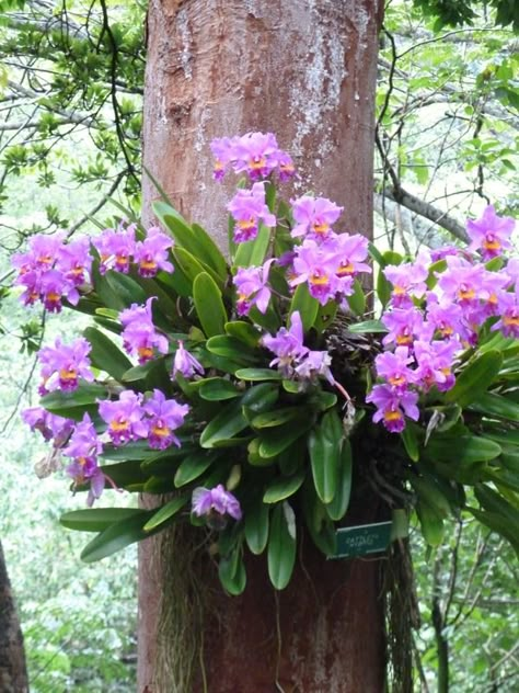 orchids in their natural habitat!! Orchid Garden Ideas, Gardener Aesthetic, Gardening Aesthetic, Orchid Roots, Orchid Garden, Growing Orchids, Flowers Gardening, Aesthetic Garden, Exotic Orchids