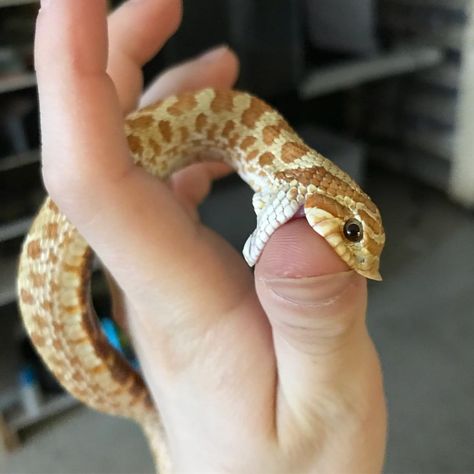 5,243 Likes, 71 Comments - Brittani Castrovinci (@repti_girl) on Instagram: “This goofy Western Hognose at work decided my finger looked like a tasty snake when I was cleaning…” Snake Breeds, Snake Aesthetic, Western Hognose, Western Hognose Snake, Snake Enclosure, Milk Snake, Hognose Snake, Pretty Snakes, Snake Lovers