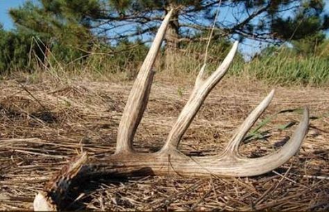 Becoming a Better Shed Hunter | Antler Shed Hunting | Omega Outdoors Shed Hunting, Antler Hunting, Whitetail Deer Hunting, Deer Hunting Tips, Quail Hunting, Dog Antlers, Deer Season, Shed Antlers, Hunting Life