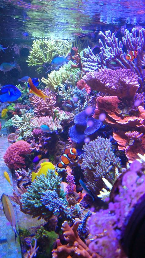 Large Build 320 Gallon SPS Build | Page 19 | REEF2REEF Saltwater and Reef Aquarium Forum Beautiful Coral Reef, Sea Coral Aesthetic, Coral Reef Images, Coral Reefs Aesthetic, Coral Aesthetic Ocean, Aesthetic Coral Reef, Aquarium Aesthetic Wallpaper, Ocean Life Aesthetic, Great Coral Reef