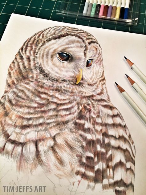 Halfway there! Having such a great time drawing this Barred Owl. A truly majestic bird! I'm using Tombow Irojiten colored pencils on this one. Review to come. ‪#‎owl‬ ‪#‎owls‬ ‪#‎barredowl‬ ‪#‎birds‬ ‪#‎draw‬ ‪#‎conservation‬ ‪#‎birdsofprey‬ ‪#‎feather‬ ‪#‎feathers‬ ‪#‎coloredpencil‬ ‪#‎art‬ ‪#‎audubon‬ ‪#‎drawing‬ Animal Drawings Colored Pencil, Barred Owl Drawing, Owl Feathers Drawing, Owl Drawing Color, Owl Drawing, Owl Illustration, Silhouette Painting, Colored Pencil Artwork, Owls Drawing