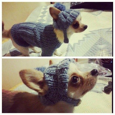 Kat Haken, Pom Dog, Dog Sweater Pattern, Knit Dog Sweater, Cute Clothing, Clothes Cute, Dog Hat, Puppy Clothes, Dog Costume