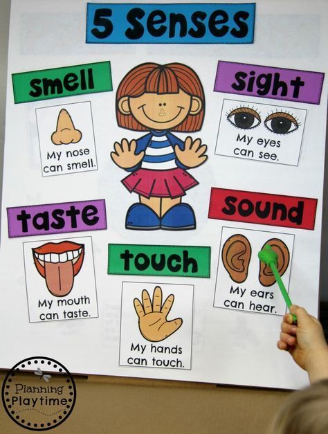 Five Senses Preschool B4D 5 Senses Preschool, Five Senses Worksheet, Five Senses Preschool, 5 Senses Activities, Preschool Charts, Senses Preschool, My Five Senses, Body Parts Preschool, Senses Activities