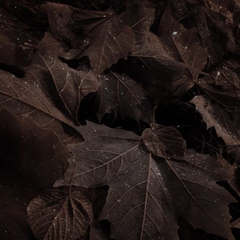 Dark Brown Images Aesthetic, Dark Brown Black Aesthetic, Dark Brown Eyes Aesthetic, Acedamia Aesthetic, Dead Leaves, Brown Image, Dark Academy, Aesthetic Brown, Color Vibe