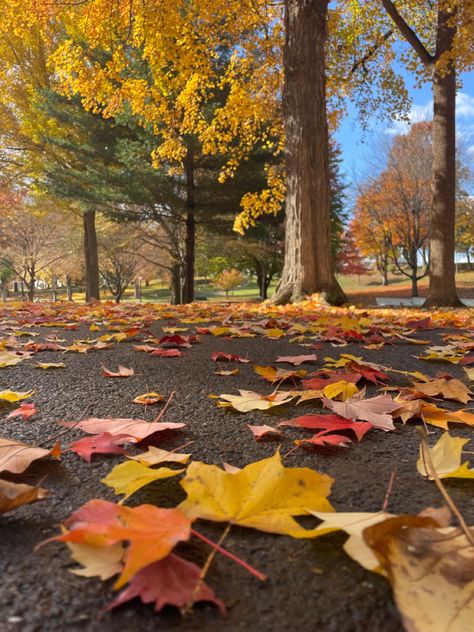 Autumn Aesthetic Leaves, Months Aesthetic, Fall Wonderland, Aesthetic Leaves, Fall Autumn Aesthetic, Homemade Gifts For Boyfriend, Bright Autumn, Ber Months, Autumn Instagram