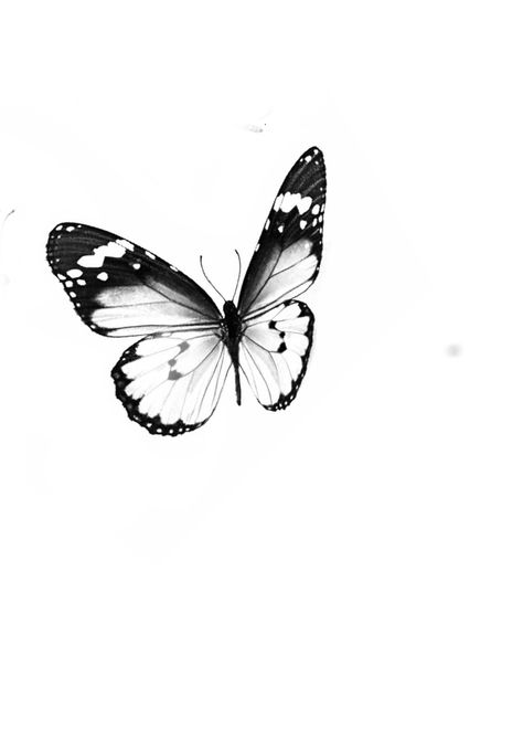 Realism Butterfly, Black And White Butterflies, Micro Realism, Art Papillon, White Butterflies, Petite Tattoos, Black And White Picture Wall, White Picture, White Butterfly