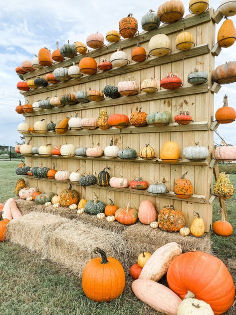 Pumpkin Farm Aesthetic, Bakery Shed, Family Fall Festival, Wedding Picture Backdrop, Hay Bale Fall Decor, Hay Bale Fall, Pumpkin Patch Activities, Reselling Thrift Store Finds, Pumpkin Patch Business