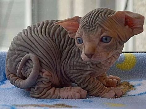 22 Disgusting Hairless Animal Photos You Can't Look Away From Hairless Animals, Gatos Cool, Most Popular Cat Breeds, Ugly Cat, Cute Cat Breeds, Beautiful Cat Breeds, Super Cat, Hairless Cat, Most Beautiful Cat Breeds