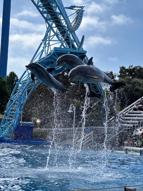 Sea World Aesthetic, Seaworld Aesthetic, Sea World San Diego, California Bucket List, Seaworld San Diego, Park Ideas, Knotts Berry Farm, Berry Farm, Birthday Trip