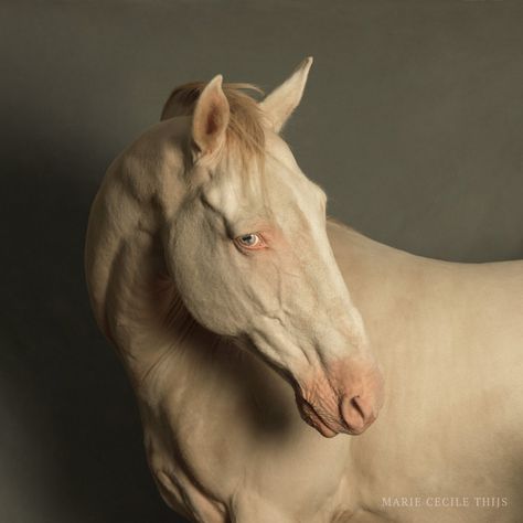 Akhal-teke, Plakat Design Inspiration, Horse Anatomy, Draft Horse, Dream Horse, Akhal Teke, All The Pretty Horses, White Horses, Horse Photos