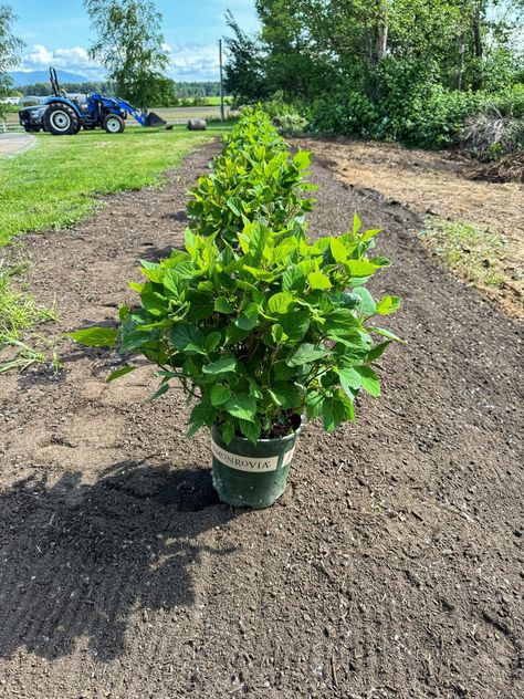 Hydrangea Hedge - Process - Hydrangea Hedge, Rosehill Cottage, Hydrangea Grandiflora, Hydrangea Forest, Charcuterie Appetizers, Oktoberfest Halloween, Privacy Hedge, How Its Going, Hydrangea Garden