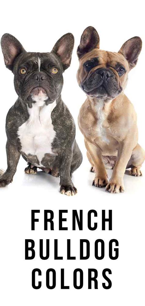 French bulldog colors Lilac Fawn French Bulldog, Blue Brindle French Bulldog, French Bulldog Colors, Blue Fawn French Bulldog, Brindle French Bulldog, Merle French Bulldog, French Bulldog Mix, Fawn French Bulldog, Coat Types