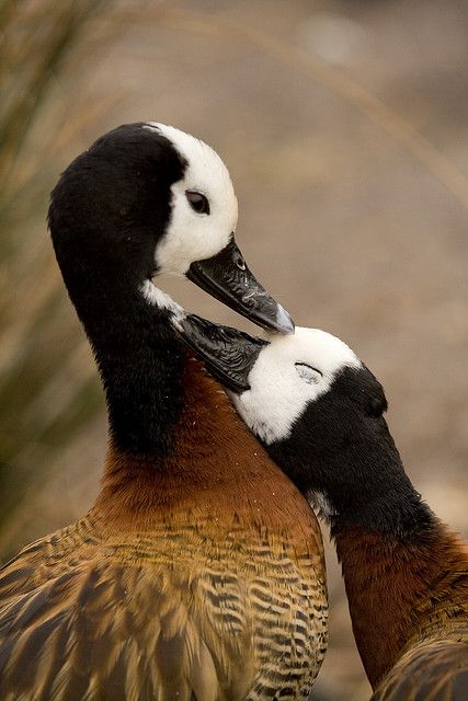 Duck Pictures, Regnul Animal, Baby Ducks, Pretty Birds, Bird Watching, 귀여운 동물, Animals Friends, Love Birds, Beautiful Creatures