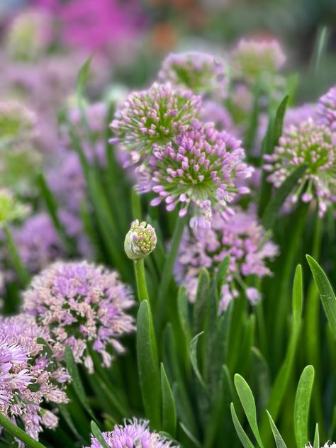 Alum Serendipity Plant, Proven Winners Perennials, Cherries Jubilee, Container Design, Ornamental Plants, Seasonal Garden, Garden Borders, Fragrant Flowers, Plant Food