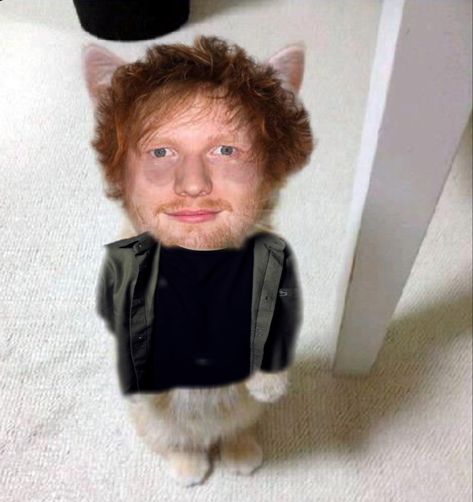 Crazy Pfp For Discord, Ed Sheeran Pfp, El Gato Cat Pfp, El Gato Pfp, Cute Pfp For Tiktok, Gato Pfp, Pfps For Tiktok, Blue Ghost Rider, Pfp For Tiktok