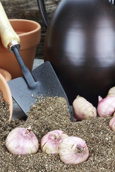 Digging Up Gladiola Corms: How To Store Gladiolus For The Winter Storing Gladiolus Bulbs, When To Dig Up Gladiolus Bulbs, How To Store Gladiola Bulbs, Urban Gardening Ideas, Gladiolus Bulbs, Plant Bulbs, Winter Care, Gladiolus Flower, Gladioli